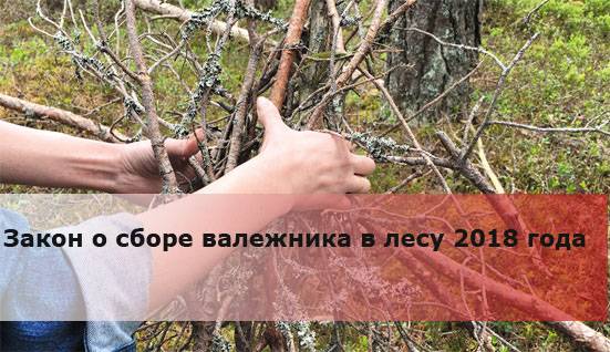Спил дерева на участке: порядок процедуры по закону