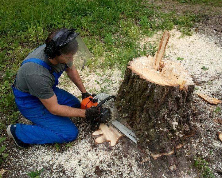 Какой штраф можно получить за спиливание дерева (в лесу, на участке, в городе)