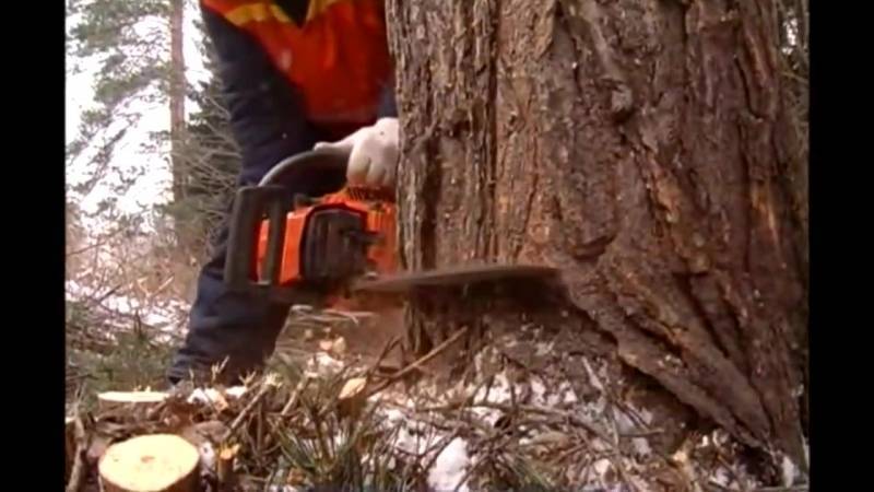 Как правильно спилить дерево и завалить его в нужном направлении