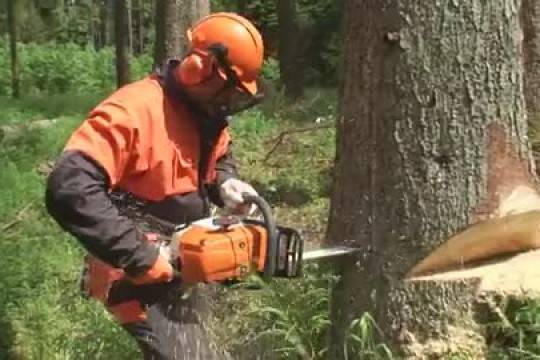 Работа с бензопилой: полезные советы, которые помогут эффективно и безопасно пользоваться инструментом, а также как правильно спилить дерево в нужном направлении