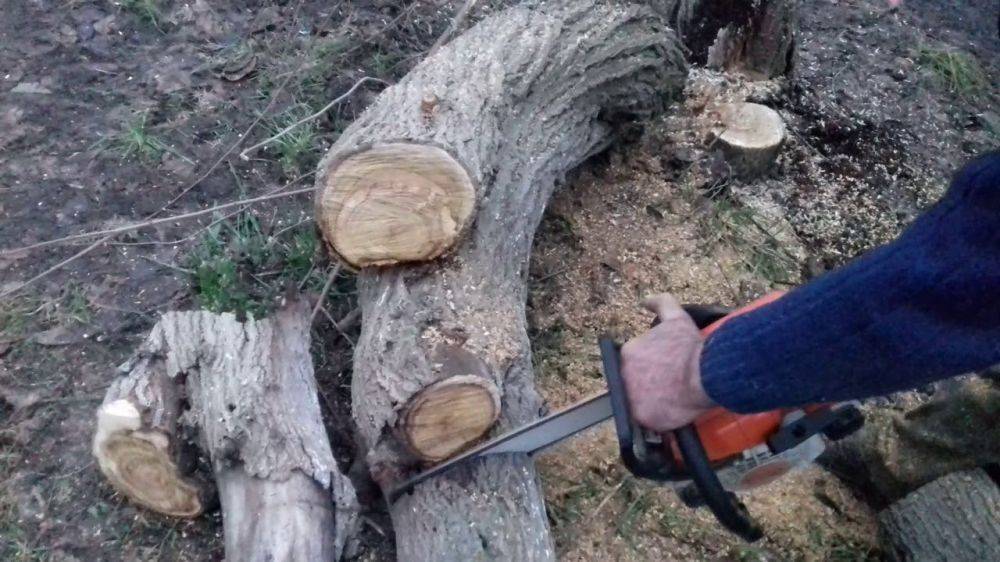 Какие деревья можно пилить в лесу без разрешения на дрова?