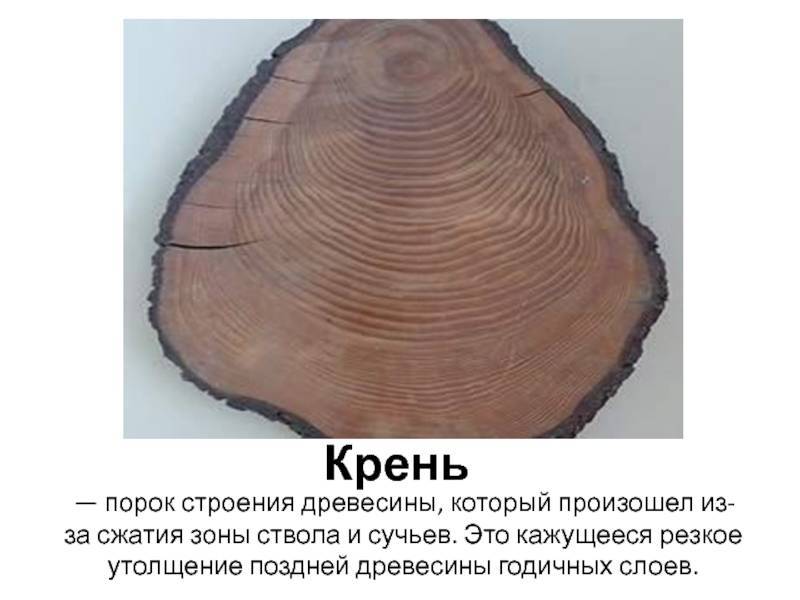 Описание дефектов, вредителей и пороков древесины, включая гниение и свилеватость