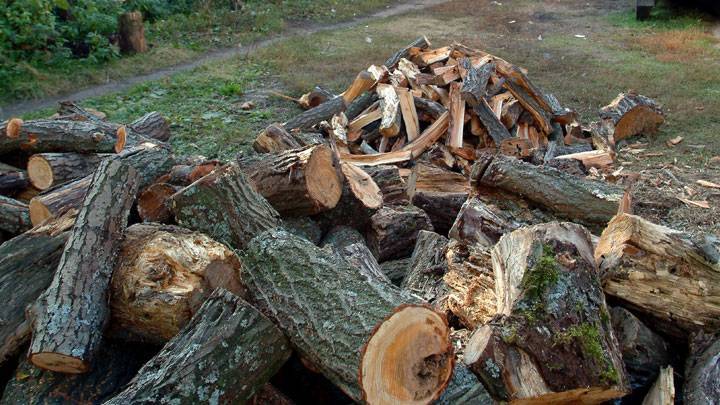 Какие деревья можно пилить в лесу без разрешения на дрова?