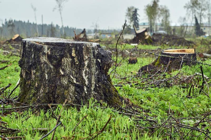 Вырубка деревьев на собственном участке – что говорит закон?