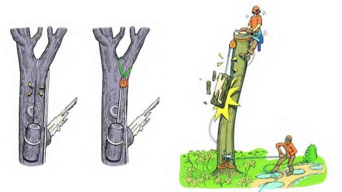 Схема спила дерева бензопилой