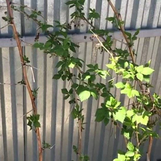 Выращивание малинового дерева, способы размножения штамбовой малины на даче