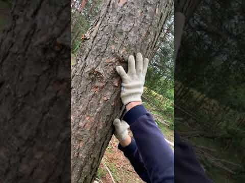 Как спилить дерево, чтобы оно упало куда надо: инструкция