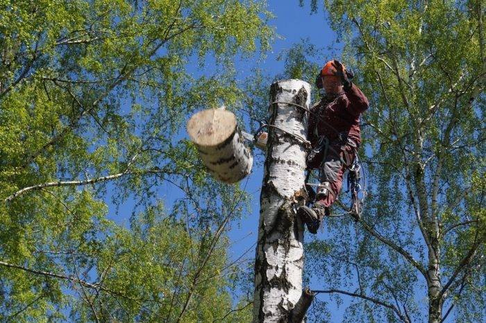 Можно ли вырубать деревья на своем участке в 2021 году (ижс, снт)