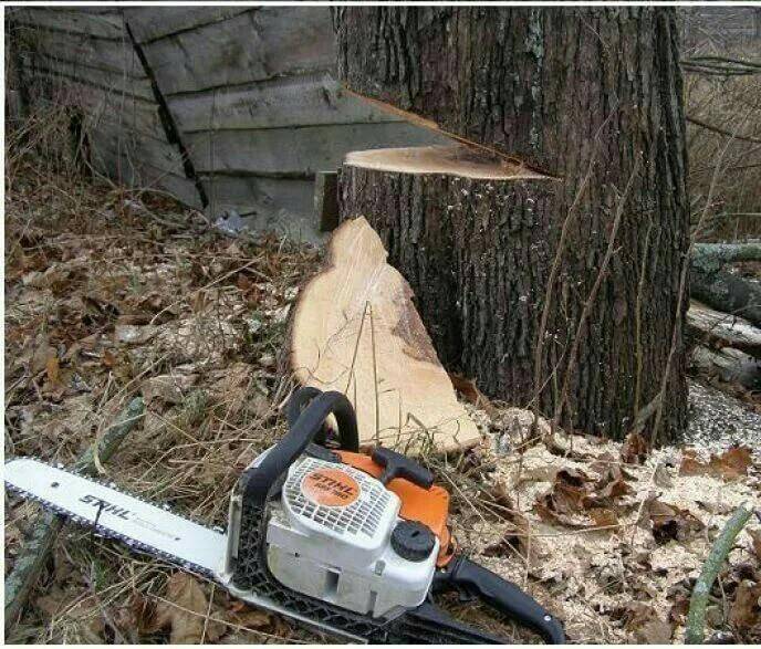 Как правильно спилить дерево на участке? на сайте недвио