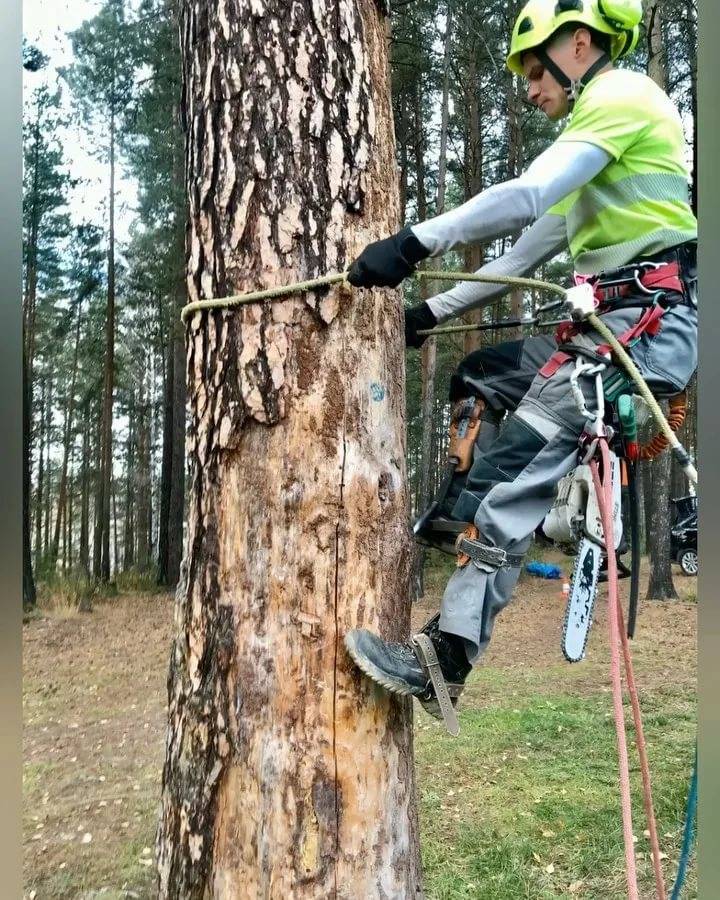 Спилить дерево закон