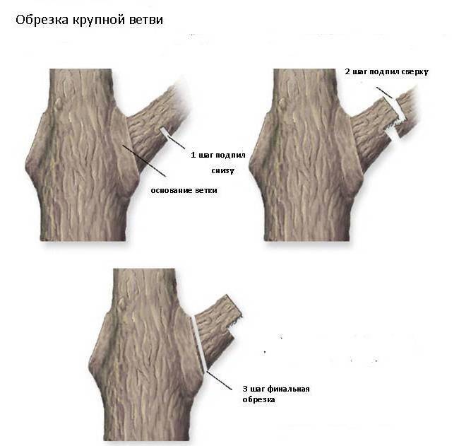 Как правильно обрезать деревья и зачем это делать