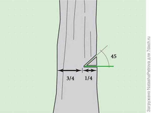 Как правильно завалить дерево в нужном направлении