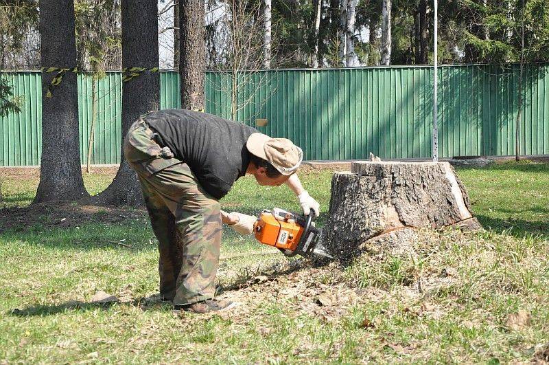 Можно пилить деревья на своем участке. Валка деревьев и корчевание пней. Спил деревьев на участке. Корчевание деревьев на участке. Спиленные деревья на участке.