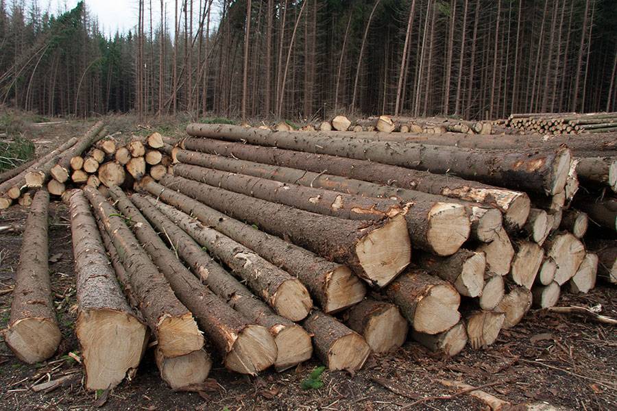 Можно ли пилить упавшие деревья в лесу без разрешения в 2021 году | тонкости права