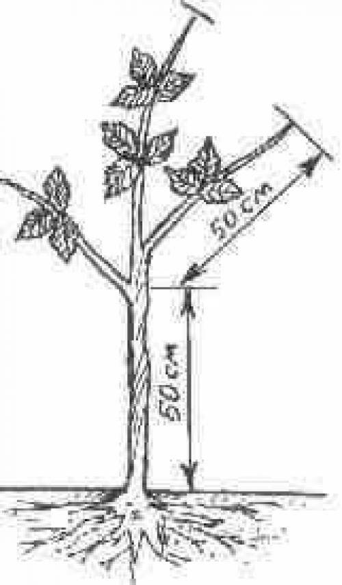 Малиновое дерево: необычный способ формирования и выращивания малины
