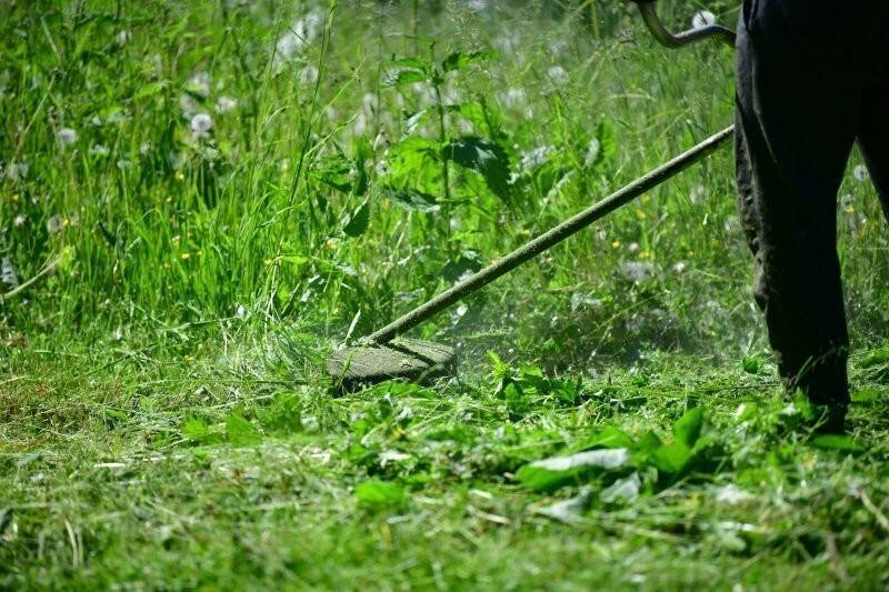 Можно ли косить триммером сухую траву весной • evdiral.ru