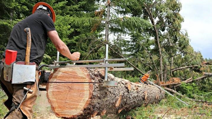 Как сделать спил дерева своими руками советы мастера