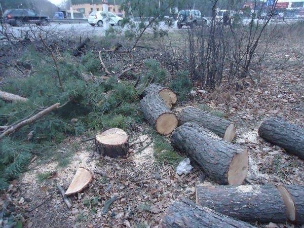 Рубка деревьев на собственном участке: с кем необходимо согласовать действия