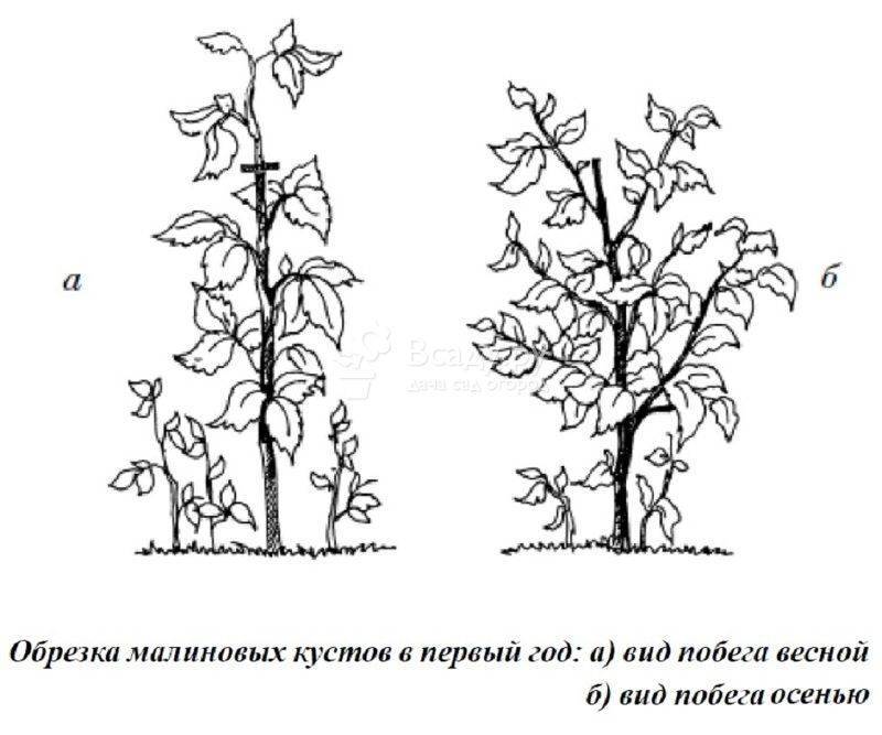Малина дерево: посадка, уход и выращивание древовидной малины