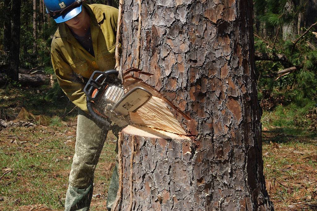 Валка леса: как спилить дерево, чтобы упало в нужном направлении, как правильно пилить бензопилой по частям своими руками