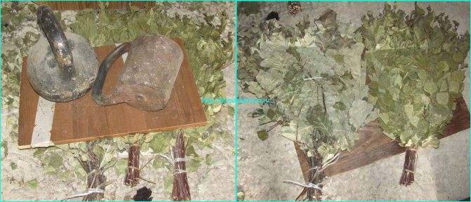 Заготовка дубовых веников для бани: сбор, сушка, хранение • banya-guru.ru