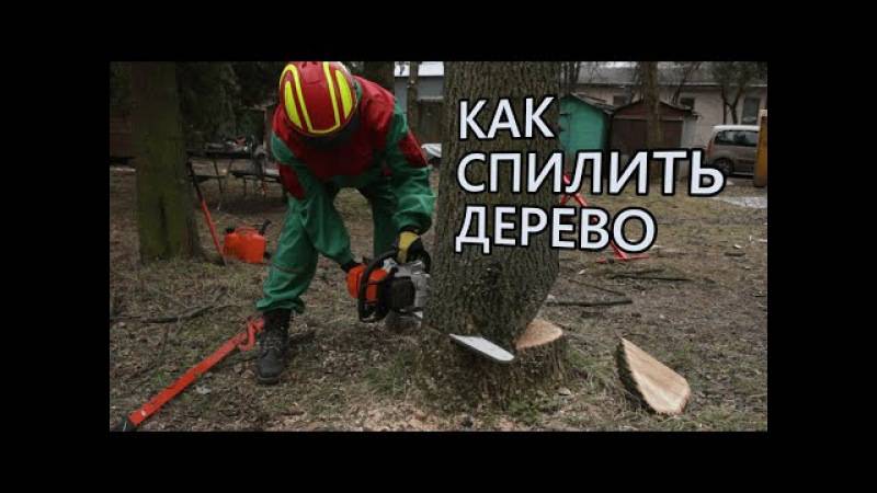 Как правильно спилить дерево в нужном направлении • evdiral.ru