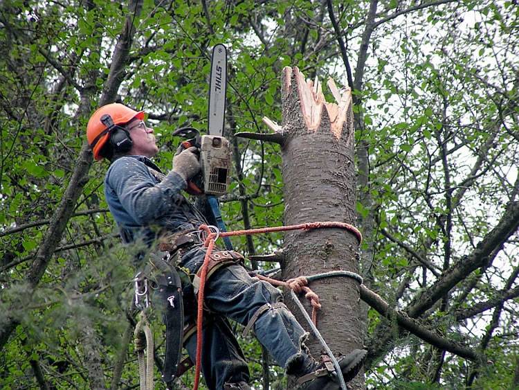 Можно ли в 2021 году пилить сухие деревья | gilsov.ru