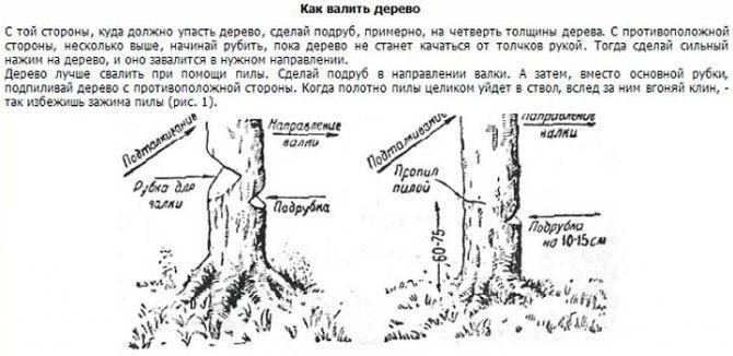 Законная вырубка деревьев на собственном участке и необходимость получения разрешения на вырубку