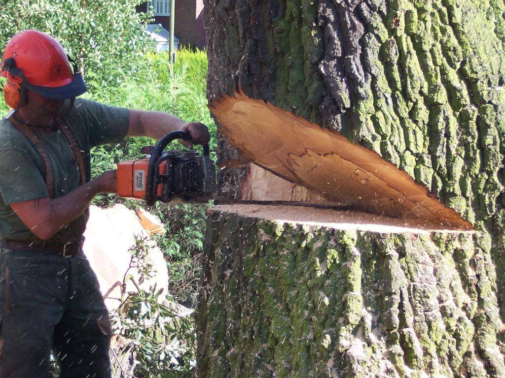 Как спилить дерево бензопилой — подготовка и порядок действий