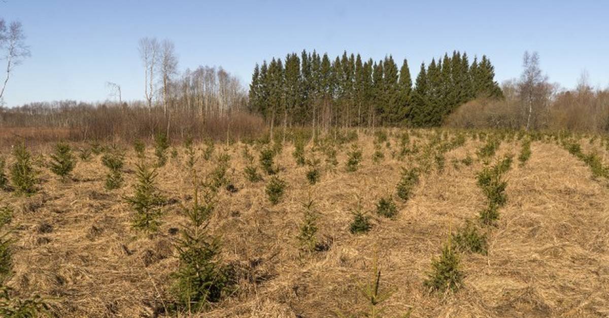 Можно ли на землях сельхозназначения выращивать лес 2021