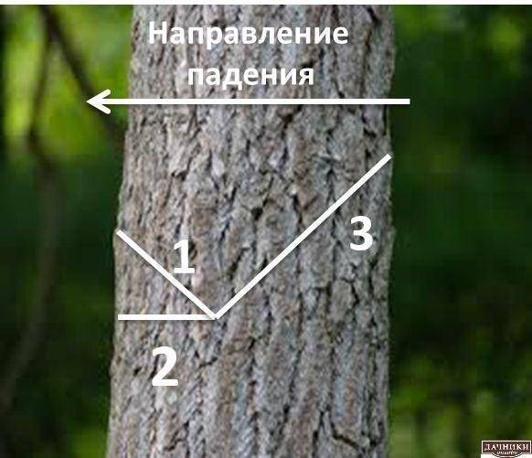 Как правильно пилить деревья бензопилой?