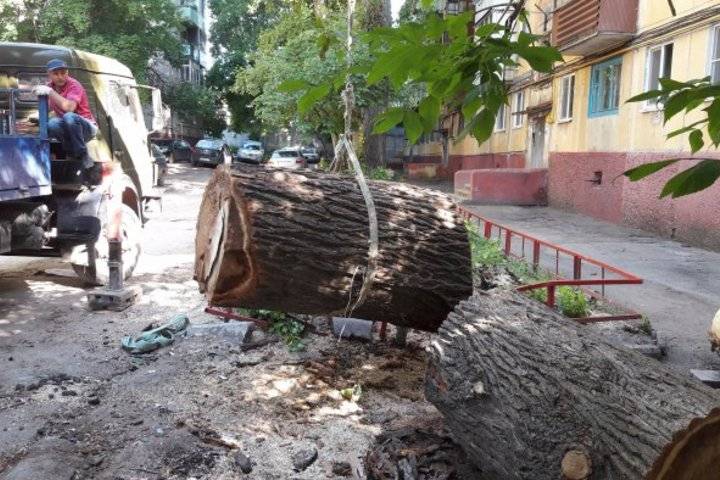 Куда обращаться спилить дерево около дома. Деревья во дворе многоквартирного дома. Вывоз спиленных деревьев. Вырубка деревьев на придомовой территории многоквартирного дома. Сломанные ветки дерева во дворе жилого дома.