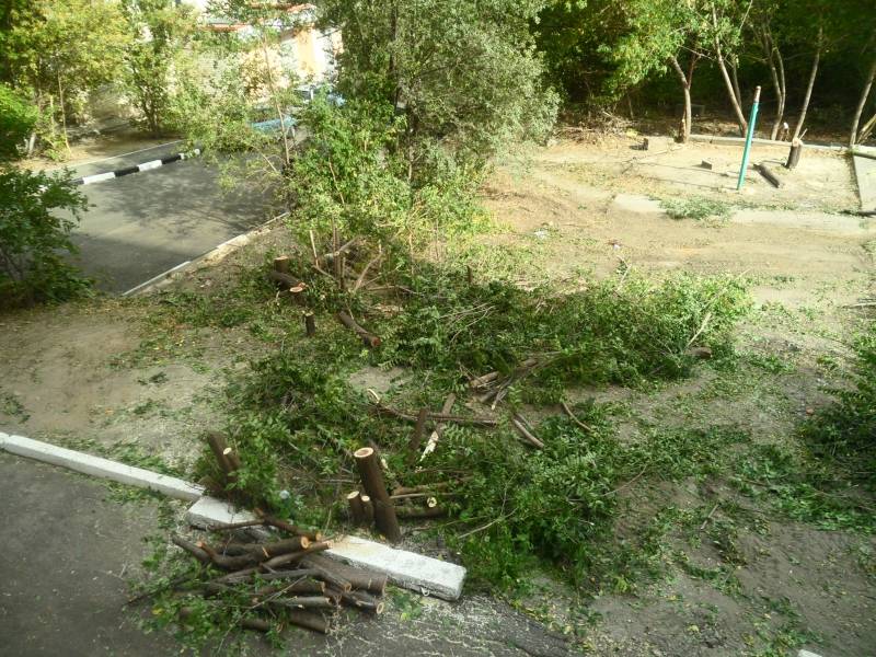 Незаконная вырубка деревьев: на придомовой территории, вырубка леса, штраф | domosite.ru