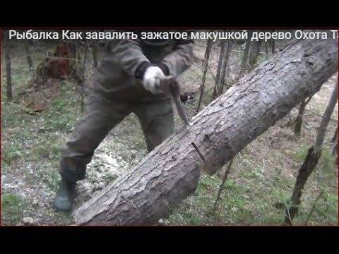 Пилить болгаркой дерево – можно ли и какие могут быть последствия