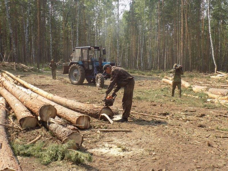 Рубка деревьев на землях сельхозназначения. законна ли вырубка на землях сельхозназначения