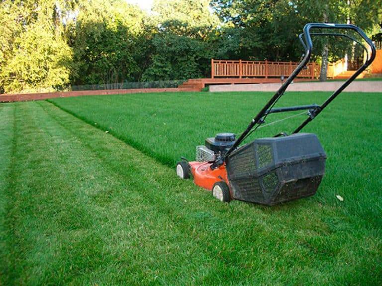 Стрижка газонной травы: как правильно косить и как часто нужно это делать, можно ли стричь газон после дождя, что будет, если не косить