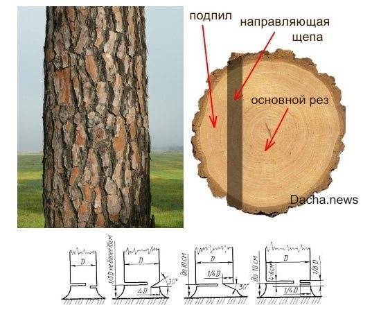 Валка деревьев бензопилой: руководство для начинающих