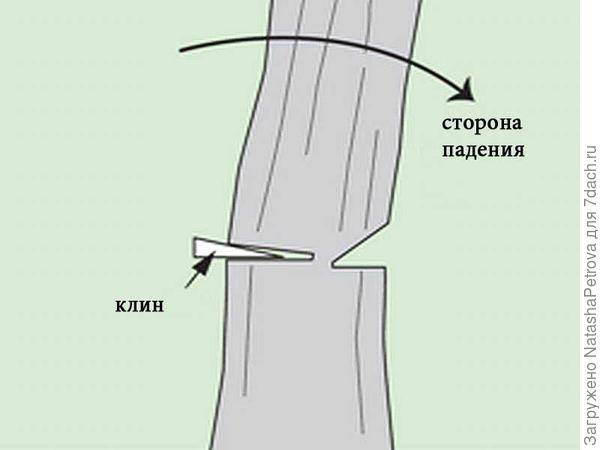 ᐉ как правильно пилить бензопилой деревья - godacha.ru