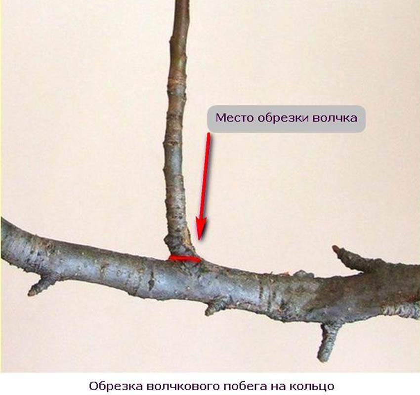 Обрезка плодовых деревьев: когда и как правильно обрезать деревья своими руками на даче и в саду