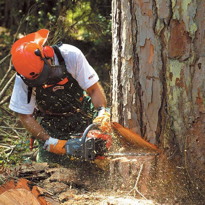 Учимся правильно спиливать деревья бензопилой