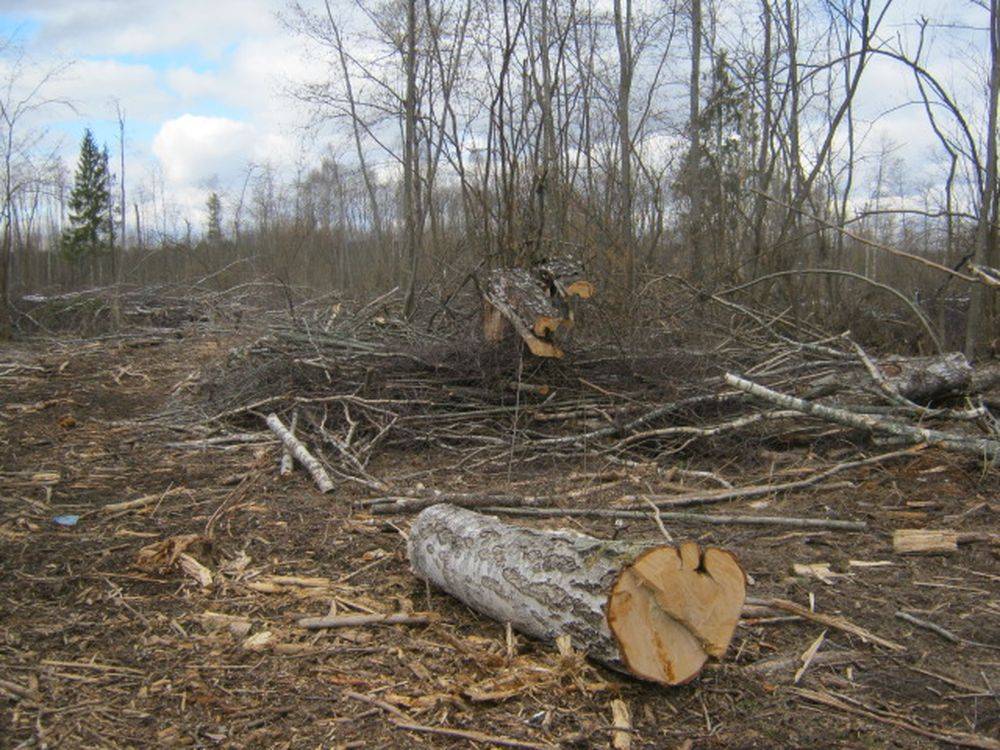 Можно ли вырубать деревья на собственном участке лпх | konsulan.ru
