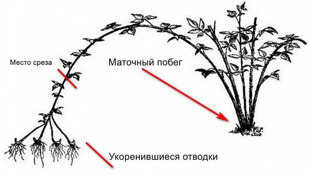 ✅ обрезка малинового дерева осенью видео - питомник46.рф