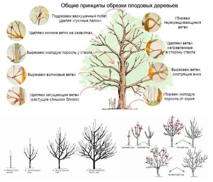 Правильная обрезка деревьев - московская школа ухода за деревьями «здоровый лес»