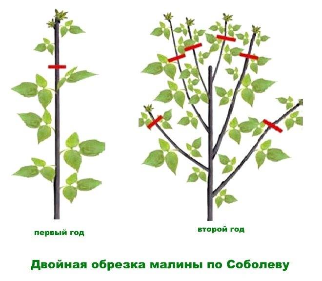 Малиновое дерево: сорта, особенности выращивания и обрезки, фото