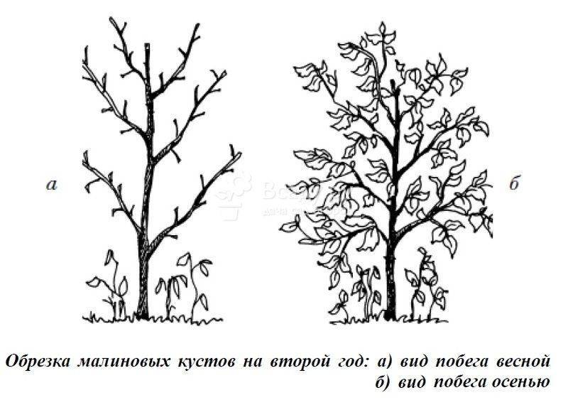Малина сказка: описание сорта, посадка малинового дерева, уход