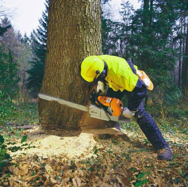 Как спилить большое дерево бензопилой