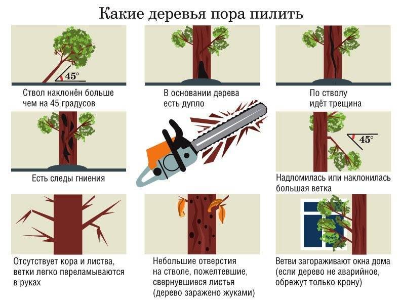 Чем обрезать деревья в саду? какой инструмент выбрать? на supersadovnik.ru