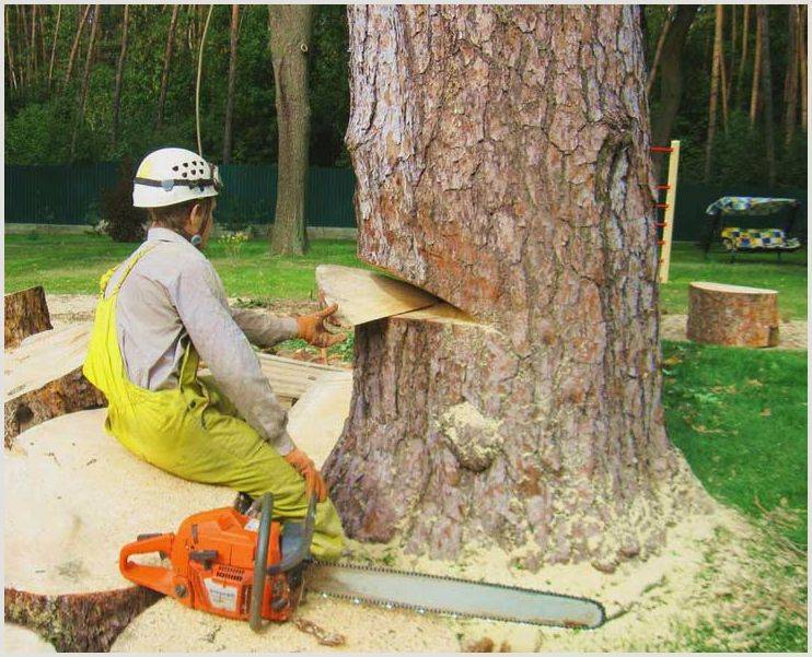 Как правильно спилить дерево бензопилой: руководство для начинающих
