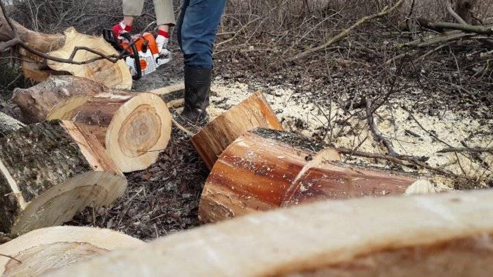 Как правильно пилить деревья бензопилой: особенности спилов, необходимые инструменты, техника валки