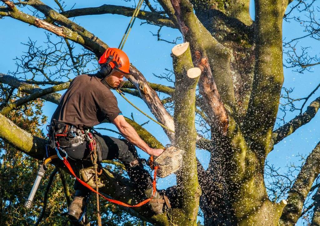 «закон о сборе валежника» в 2020 году разрешил беспрепятственно забирать из леса поваленные и высохшие деревья